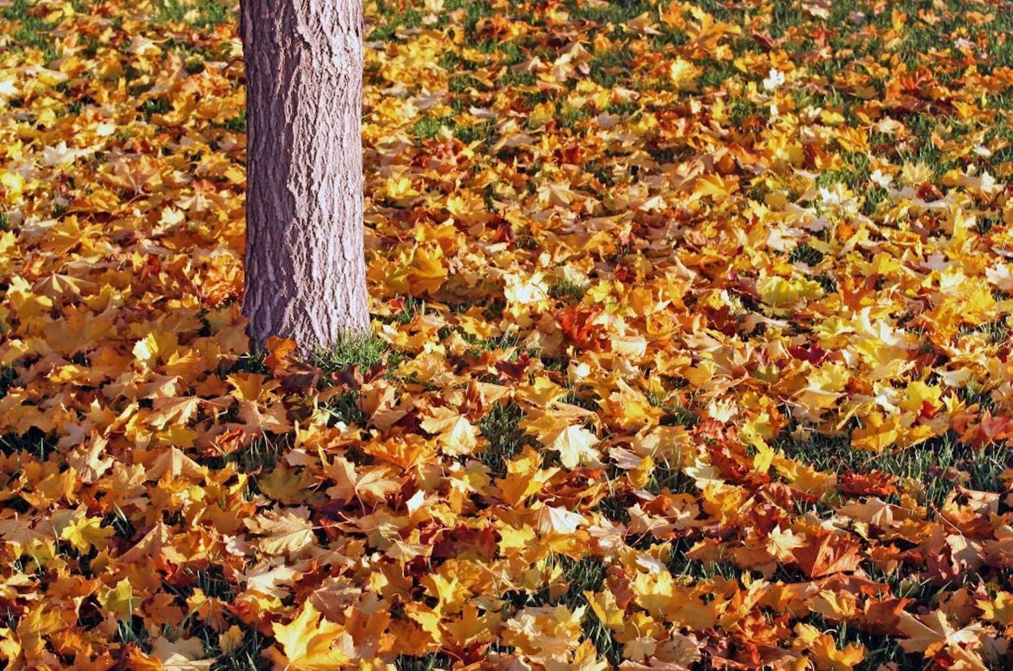 Fall Home Maintenance Checklist