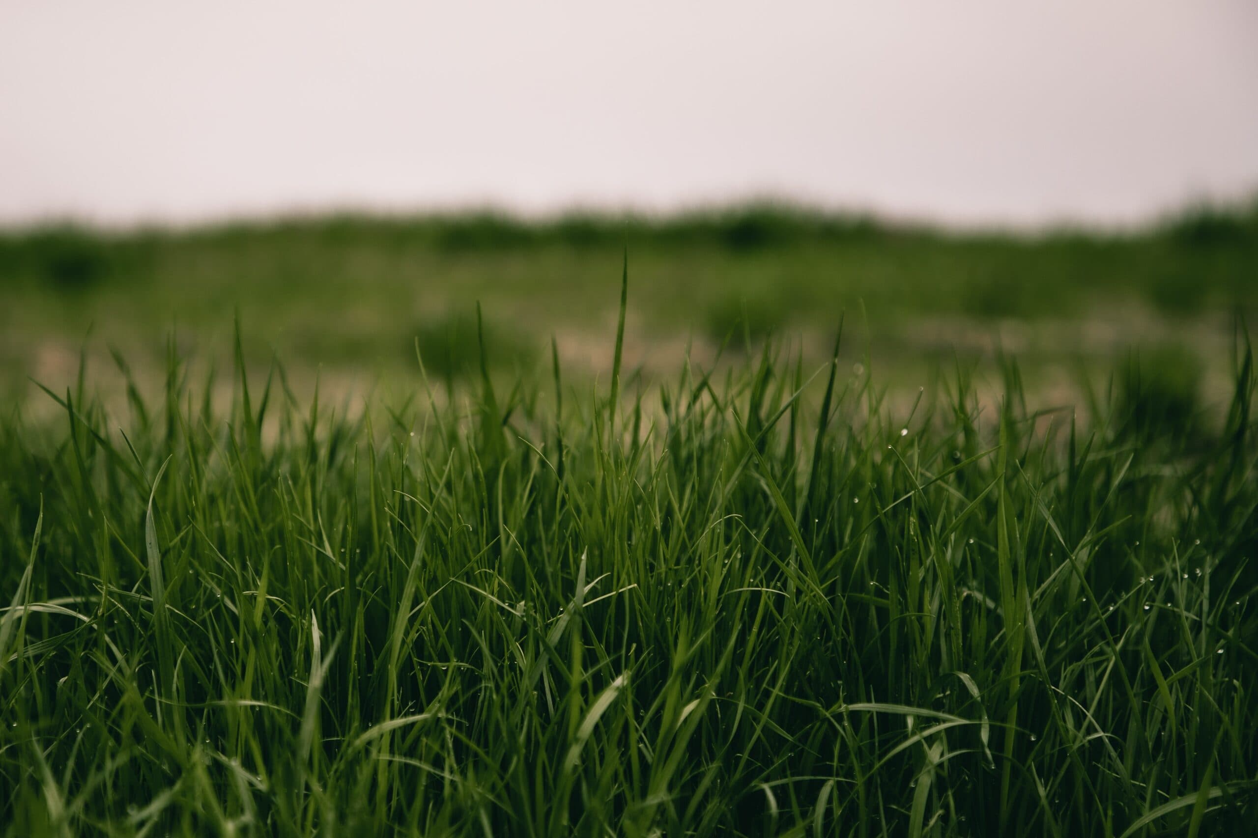 Landscaping: How to Dethatch Your Lawn